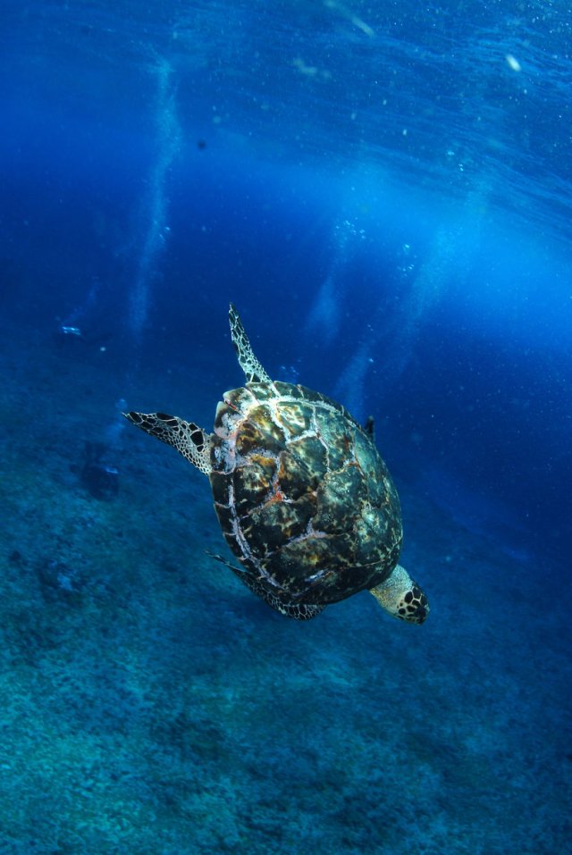 Подводные фотографии одного из самых лучших мест Бразилии ─ архипелага Фернанду-ди-Норонья 