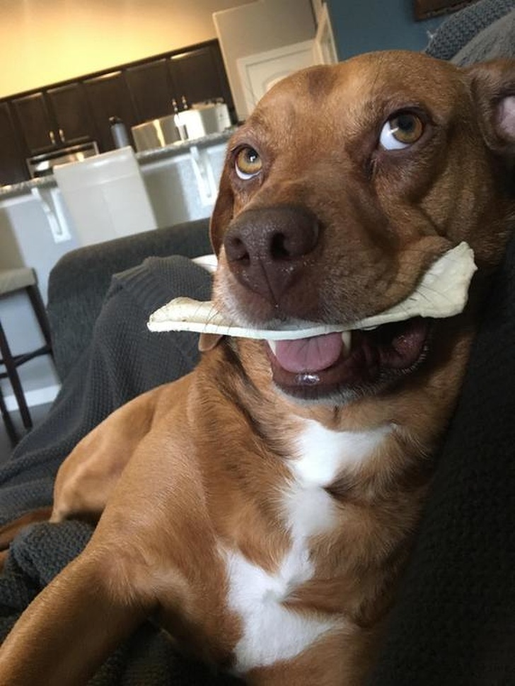 14 фотографий, доказывающих, что жизнь с животными — то еще веселье не всё так грустно