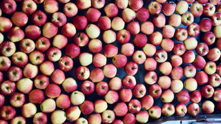 Яблоки на конвейере / Фото: unsplash.com