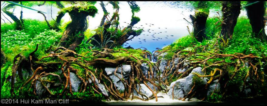 Аквариумные пейзажи - красота под водой Аквариумные пейзажи - красота под водой