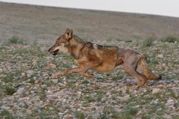 «Это же волк», — говорили все, «Так ему и надо». Но мужчина достал сбитого чьим-то автомобилем волка из канавы и вот, что произошло потом! «Это же волк», — говорили все, «Так ему и надо». Но мужчина достал сбитого чьим-то автомобилем волка из канавы и вот, что произошло потом! истории из жизни