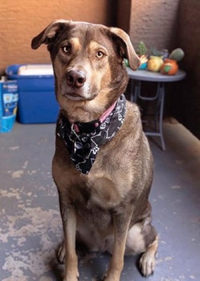 Взрослая собака