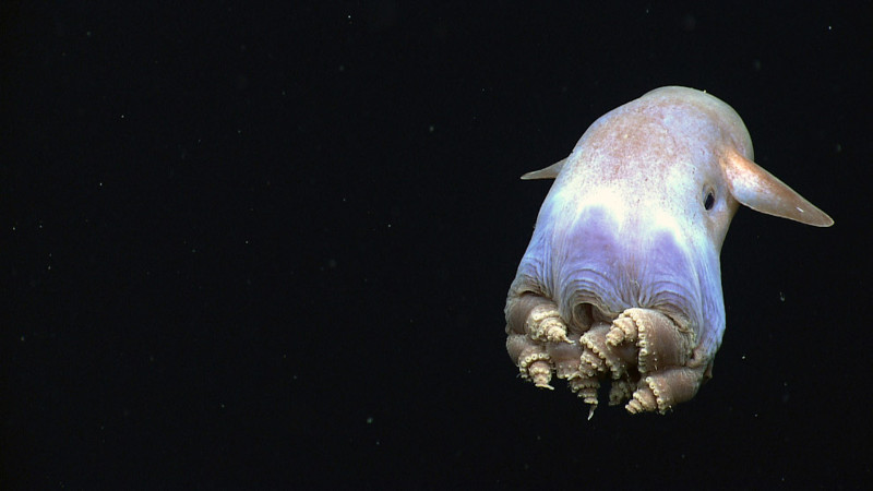 сьминог Дамбо является глубоководным жителем, обитающим на глубине от 100 до 5 000 метров, хотя некоторые виды были обнаружены на глубине 7 000 метров. Это самая глубокая точка для глубоководных моллюсков.  животные, море, океан, природа, рыба