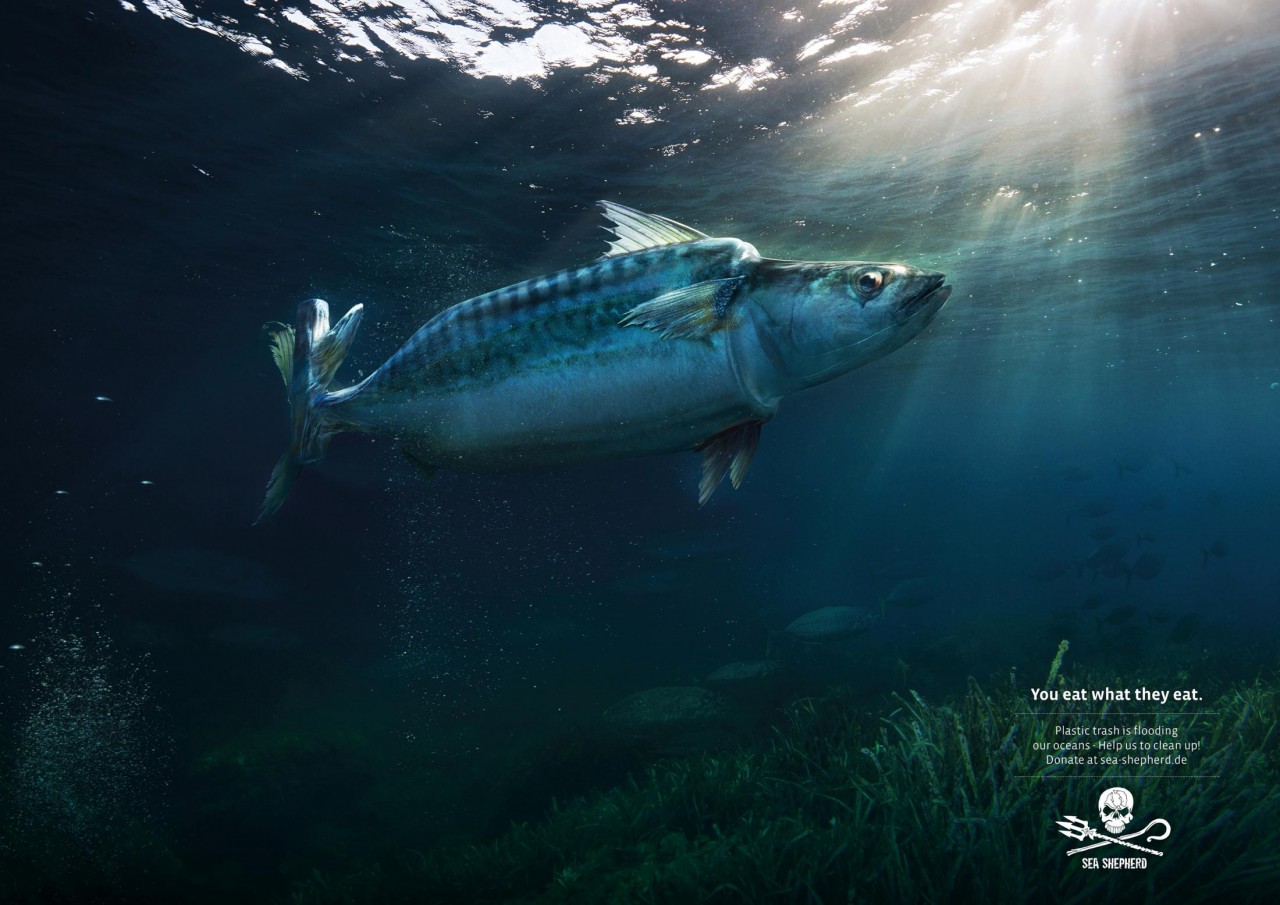 Несколько фото о том, что делает пластик с нашими морями и океанами trashtag