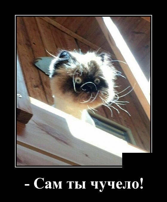 - Что означают пятна на Солнце? - Окна пора мыть! - Что означают пятна на Солнце? - Окна пора мыть! анекдоты,демотиваторы,приколы