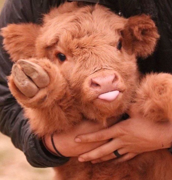 Cute-Baby-Highland-Cattle-Calves