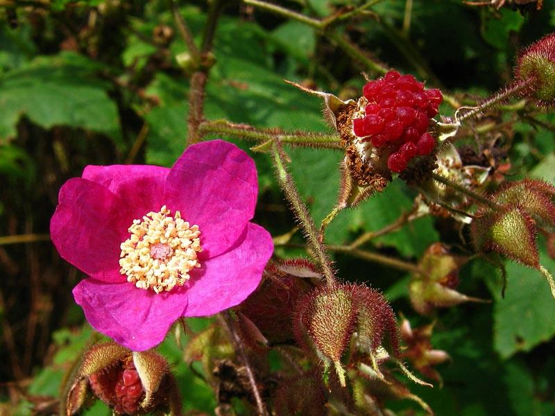 Клен малинов. Малина душистая, Малиноклен - Rubus odoratus. Малина душистая Rubus odoratus. Малина душистая Калифорния Малиноклен. Куст малина клен.