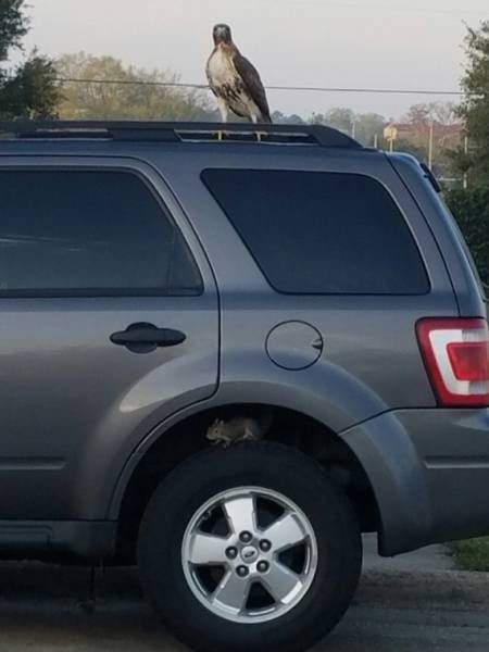 Прикольные картинки картинки из сети, прикол, юмор