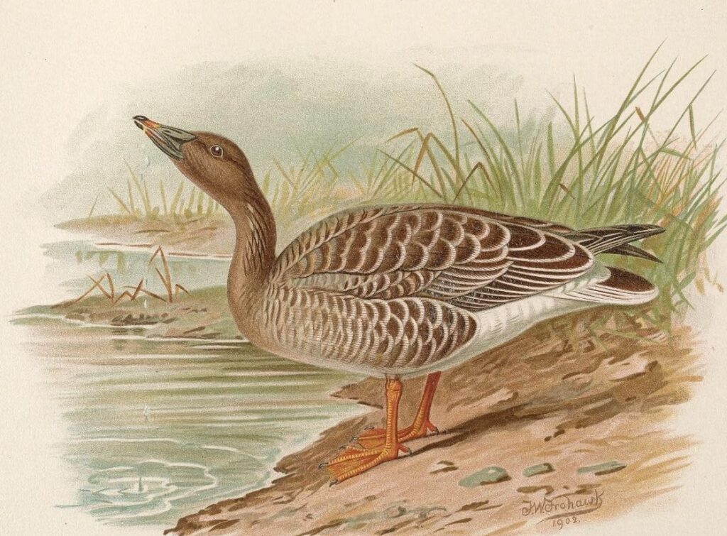 Охота в Тункинском крае. Часть первая