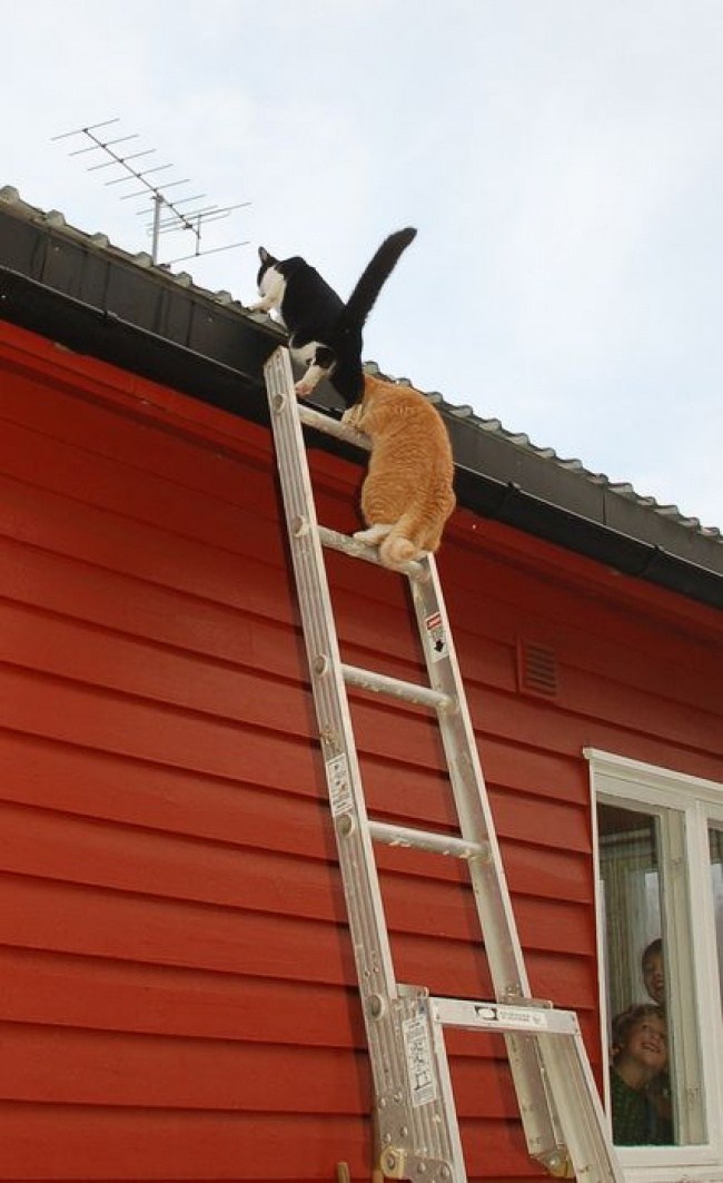 март, коты прилетели