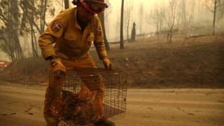 Пожарный эвакуирует кошек из зоны возгорания