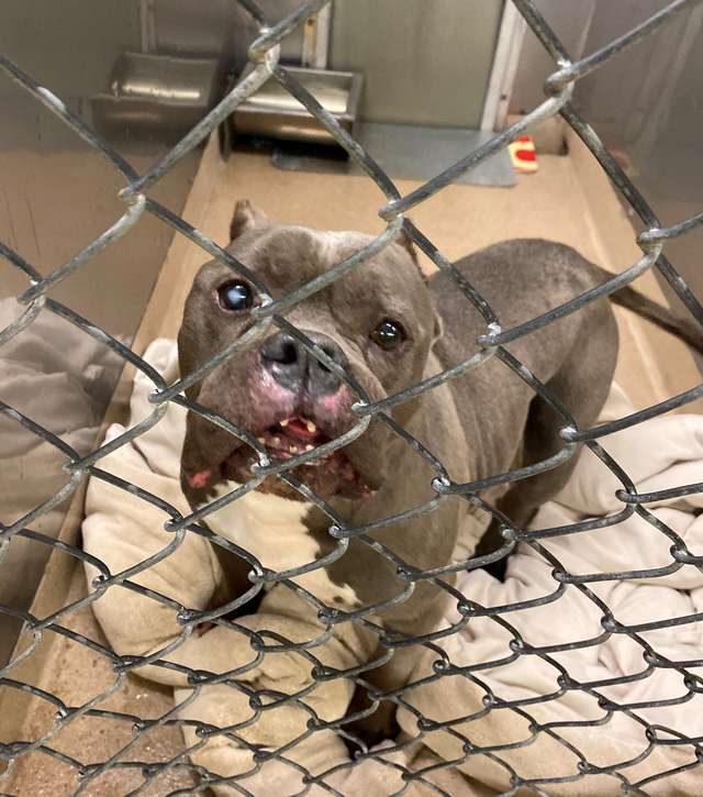 питбуль в  клетке