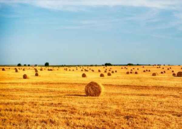 Колиивщина? В Украине на акцию против продажи земли иностранцам поднялись селяне из 15 областей