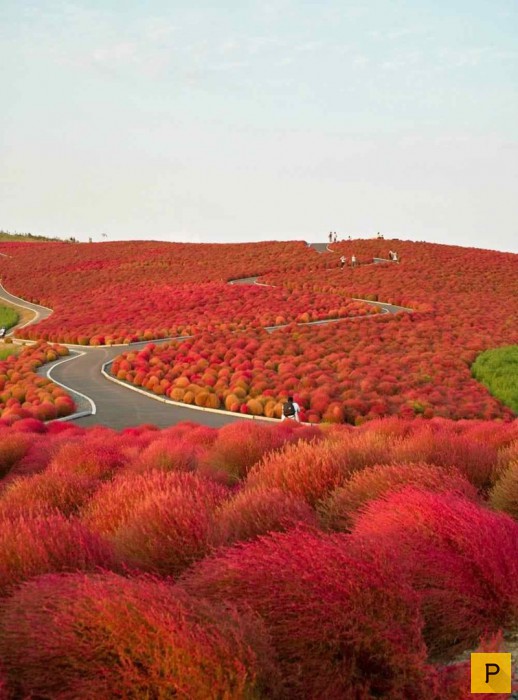 Топ 15: Самые странные растения на Земле (16 фото)