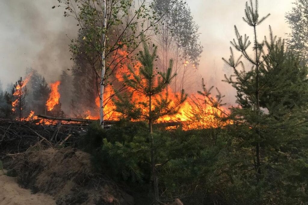 Риск лесных пожаров в Рязанской области вырастет в августе