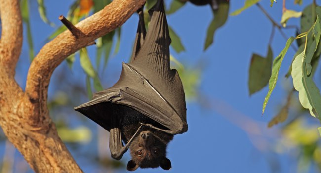 Анекдоты про животных анекдоты