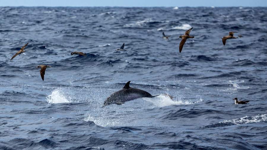 Местный житель нашел десятки мертвых дельфинов на пляже под Анапой