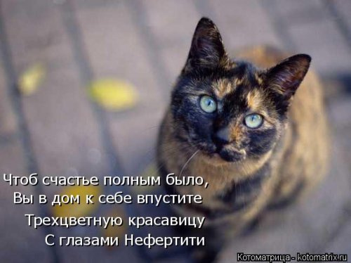 Свежая котоматрица для всех (31 шт)