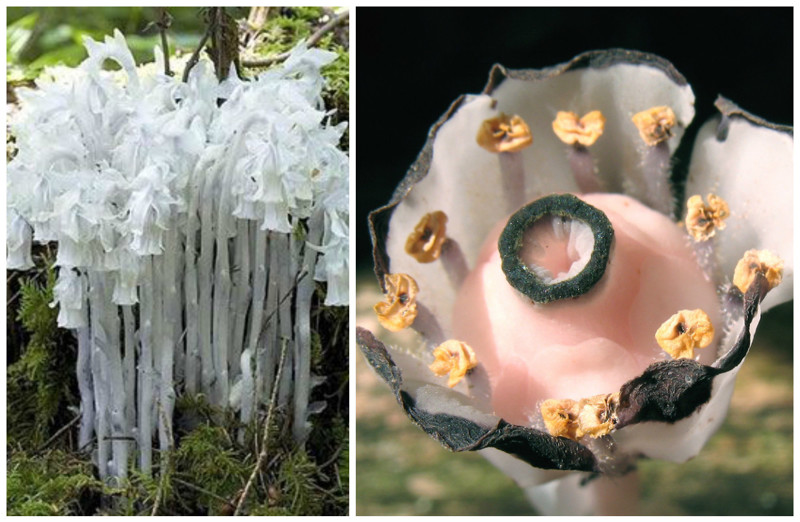Подъельник одноцветковый (Monotropa uniflora) красота, особенные, природа, растения, флора, цветы