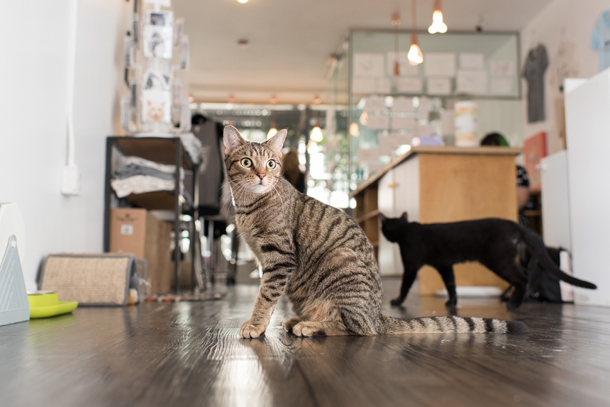 Очаровательные коты, Shop Cats of New York