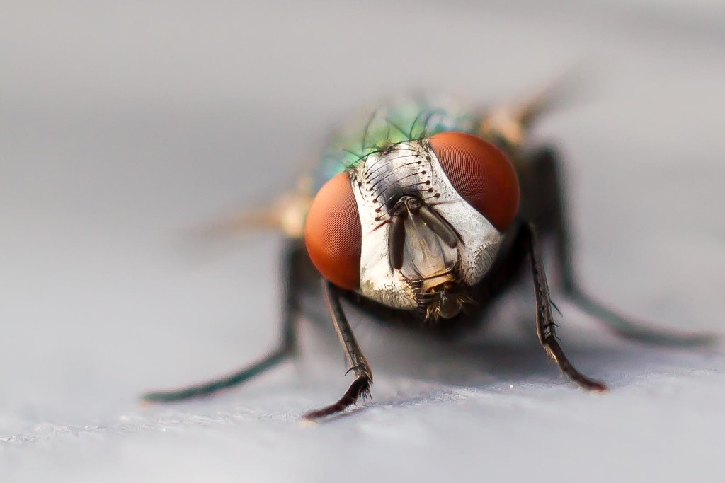 Вот почему мух надо сразу прогонять. Как на самом деле едят эти насекомые насекомые,наука