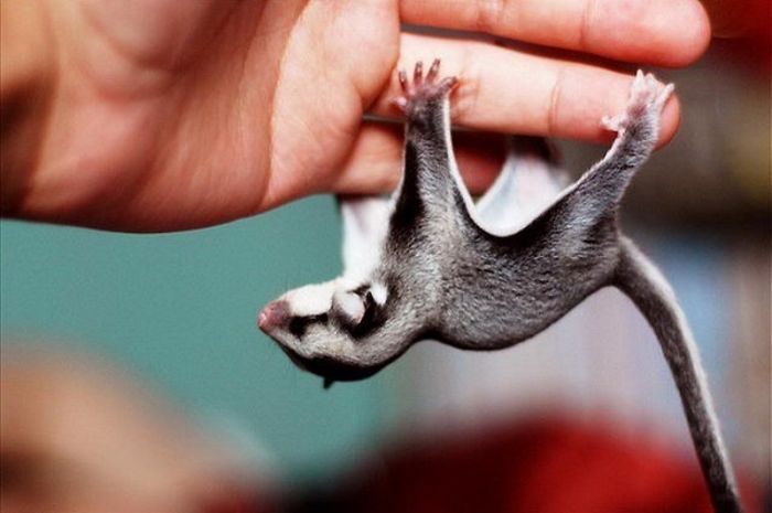 Baby Sugar Glider Just Hanging Around