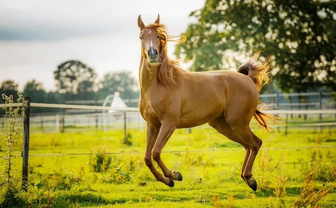 Фотография: Когда улыбка до хвоста: финалисты фотоконкурса Comedy Pet Photography Awards №9 - BigPicture.ru