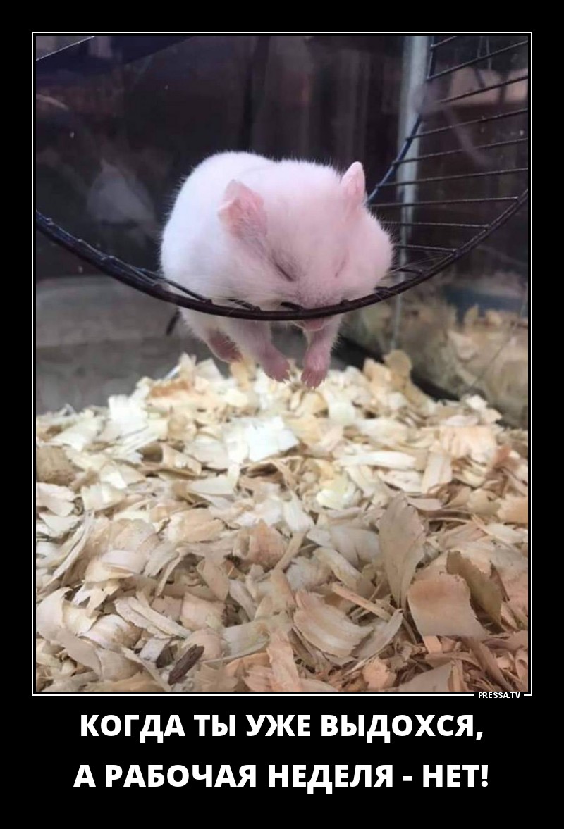 Забавные позитивные демотиваторы для хорошего настроения Забавные позитивные демотиваторы для хорошего настроения