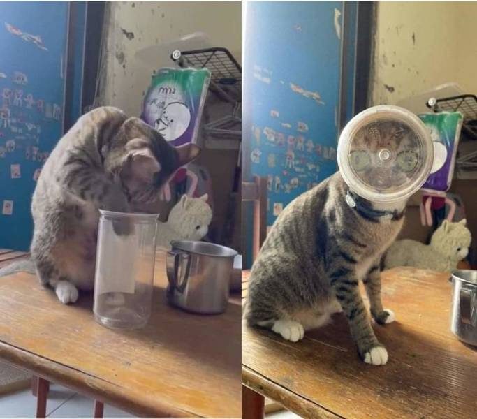 Улётные приколы Улётные приколы