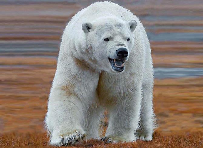 Самые большие животные в мире, Белый и бурый медведь