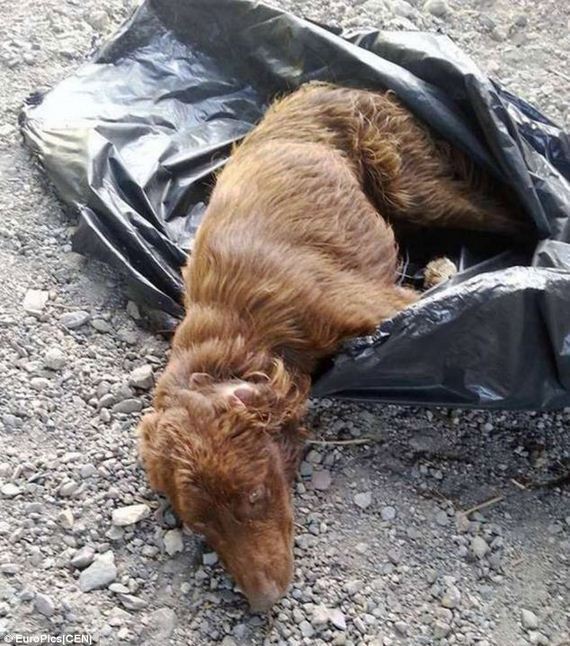 dog-in-garbage-bag-2