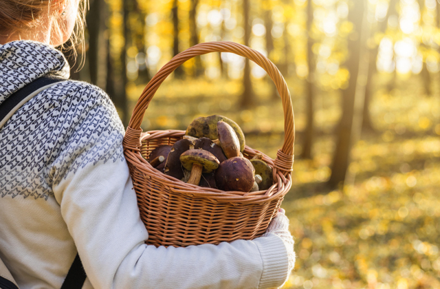 Правда ли, что луковица темнеет, если в отваре есть ядовитые грибы? 
