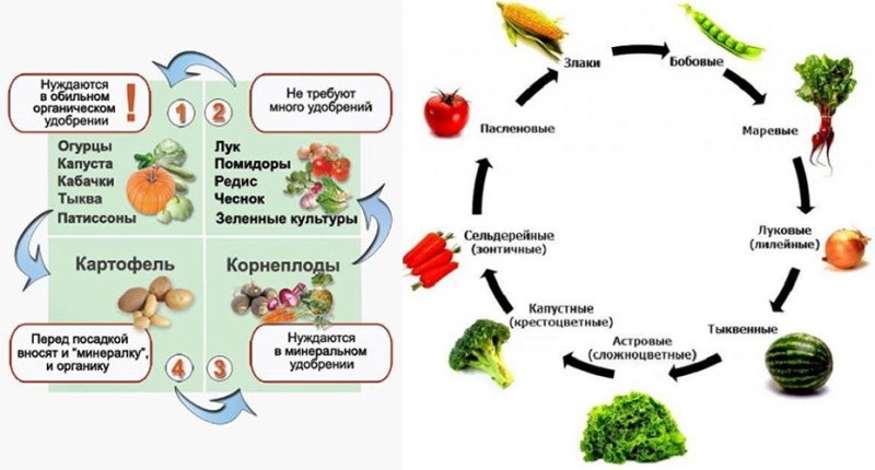 Принципы чередования овощных культур