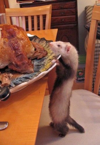 Забавно (40фоток)