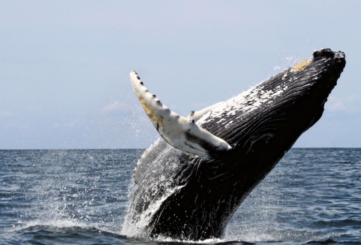 Курильские острова: романтика для истинных путешественников Курильские острова: романтика для истинных путешественников авиатур