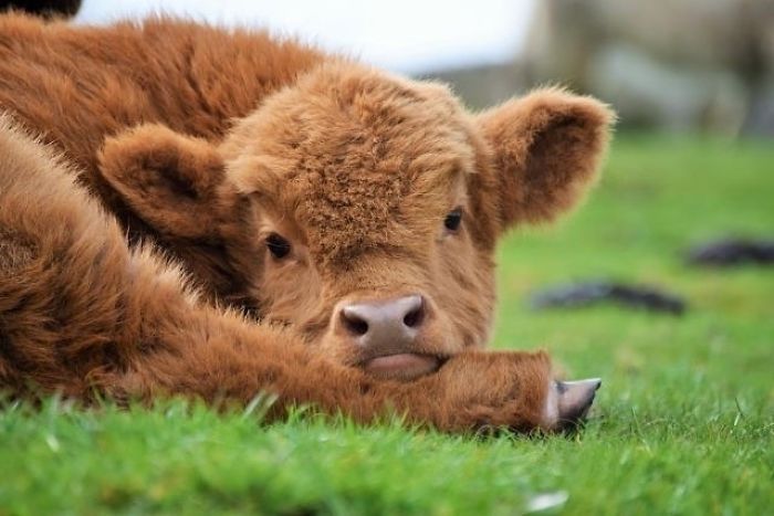 Cute-Baby-Highland-Cattle-Calves