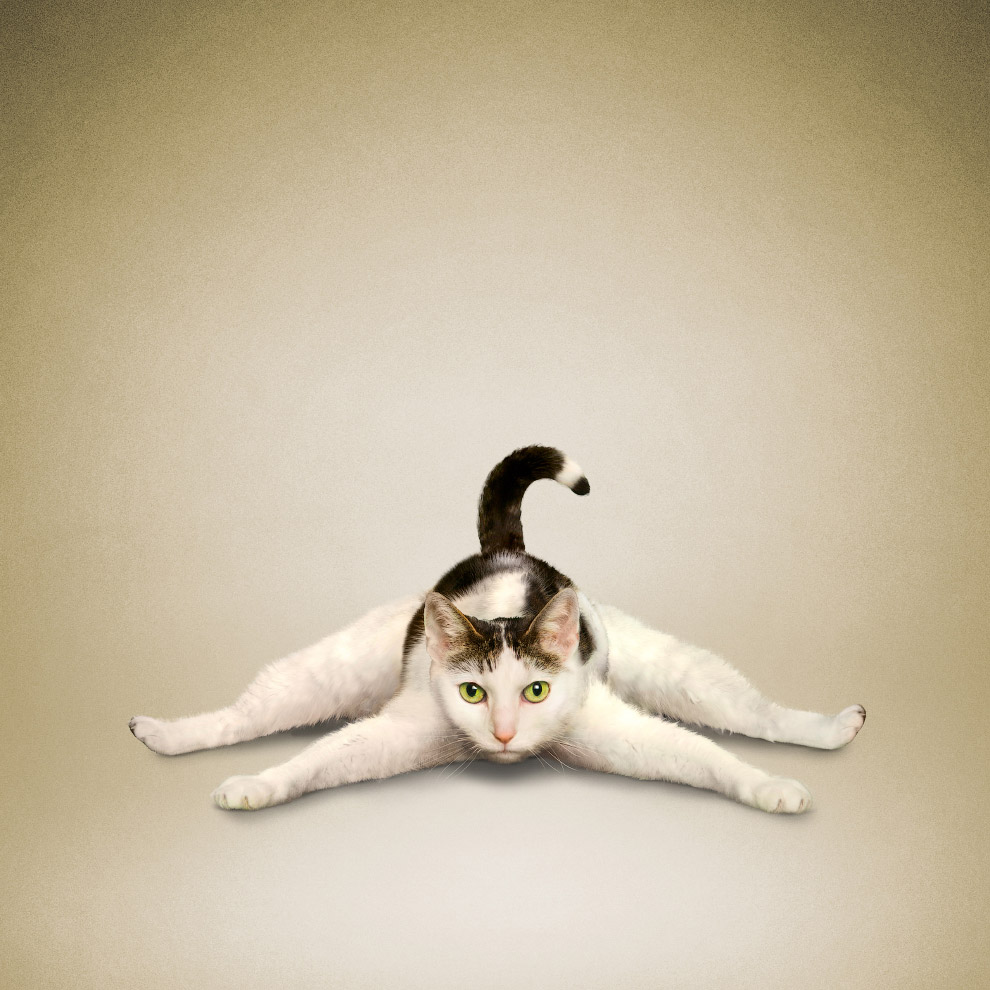 Yoga animals