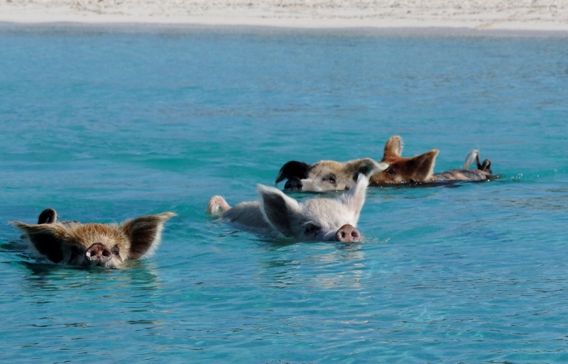 swimming pigs