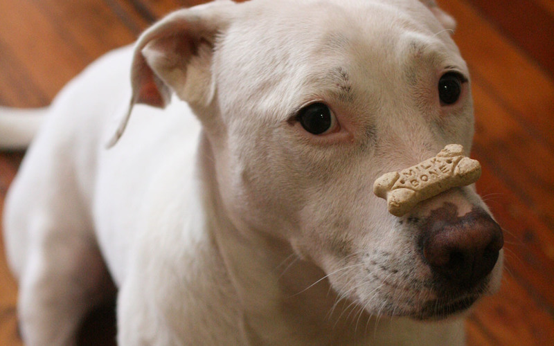 Impressive Milk-Bone balancing act