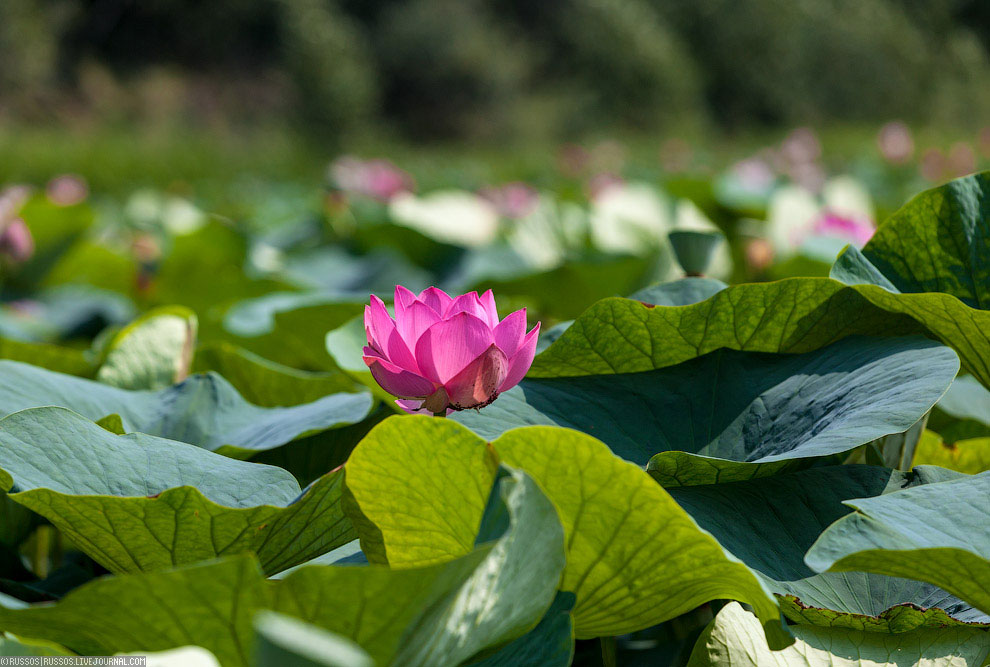 Хинганский заповедник на Дальнем Востоке Хинганский заповедник на Дальнем Востоке Путешествия,фото