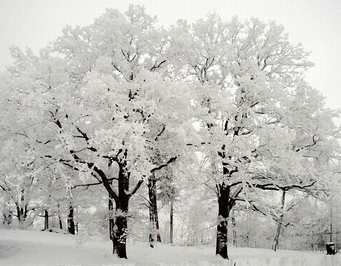 Зимушка-зима (35 фото)