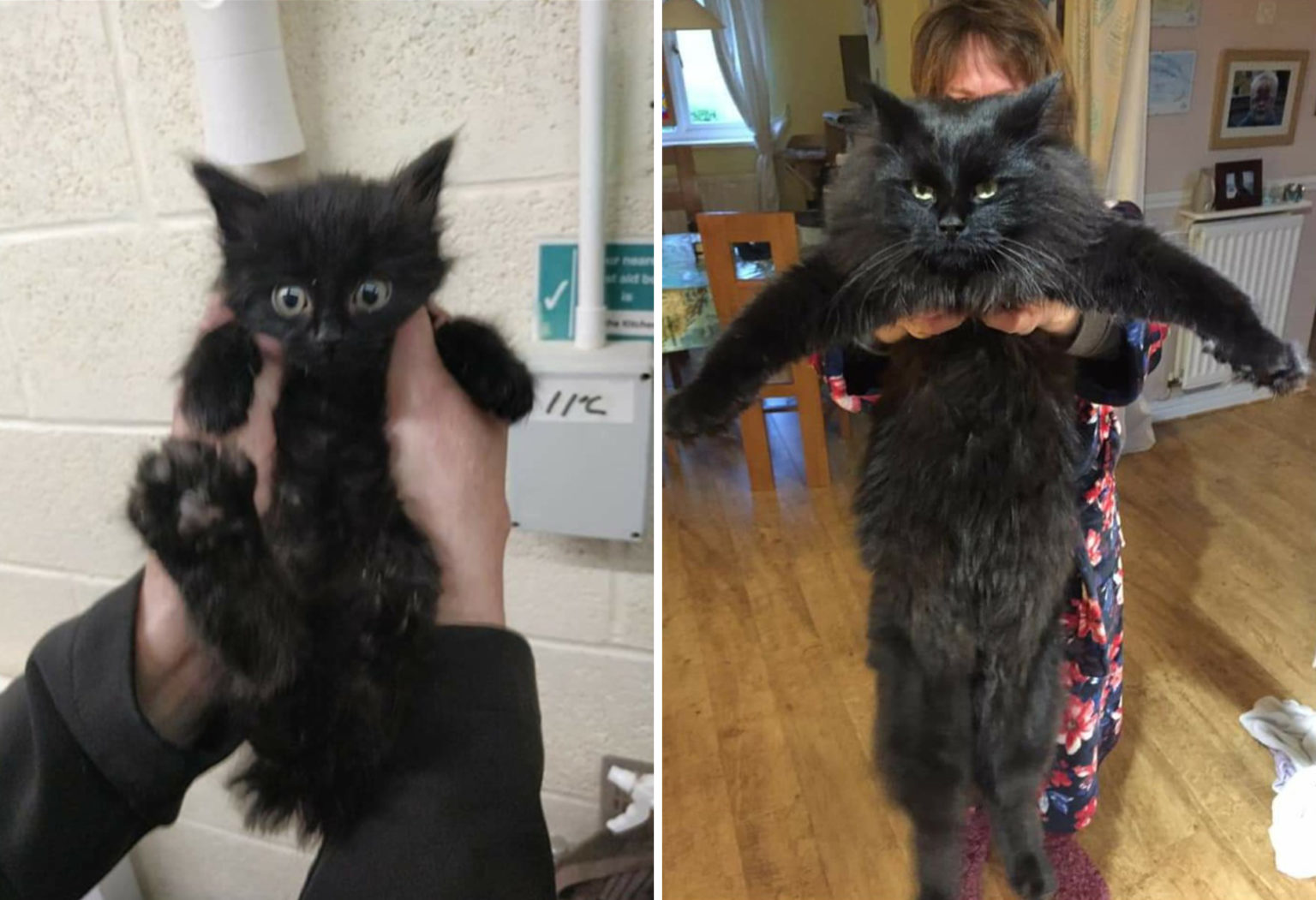 Как вырастают котята. Котенок вырос. Котята до и после. Кошки до и после взросления. Подобранные котята до и после.