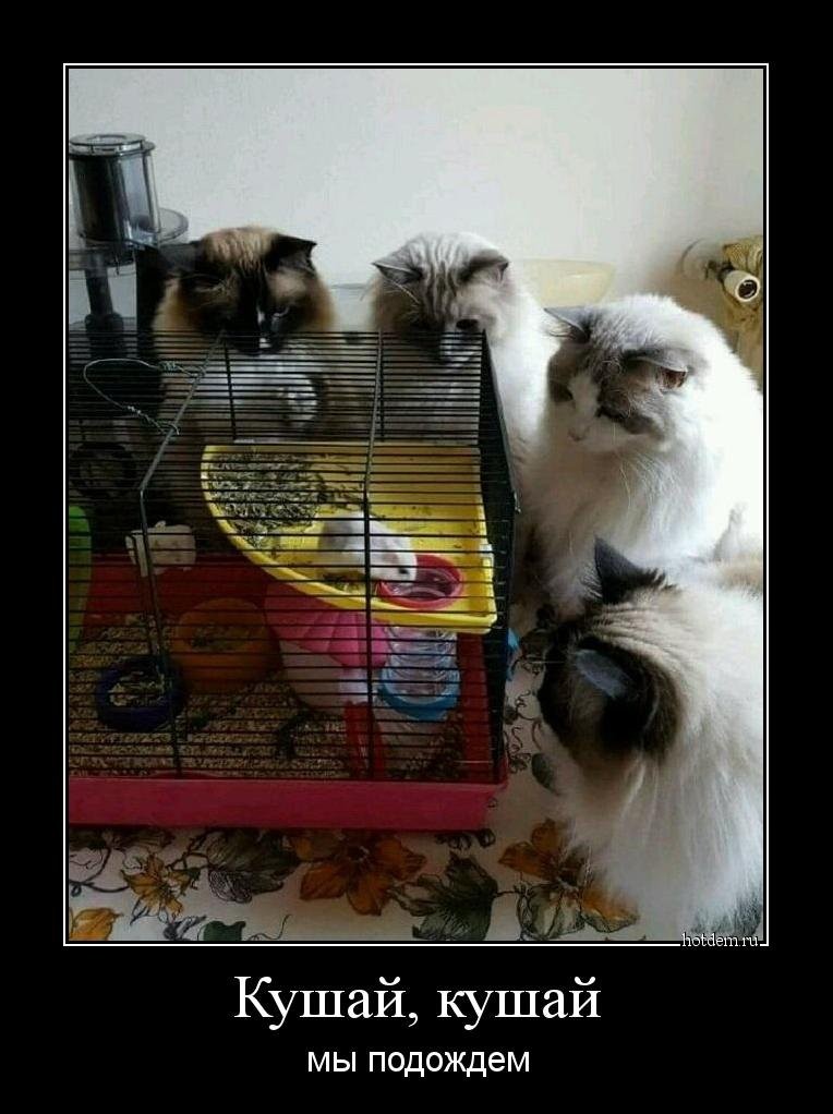 Прикольное фото демотеваторы, приколы, фото