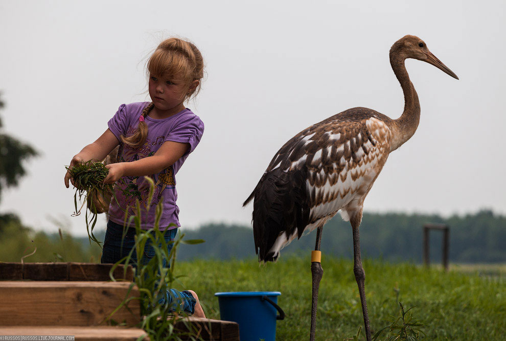 Хинганский заповедник на Дальнем Востоке Хинганский заповедник на Дальнем Востоке Путешествия,фото