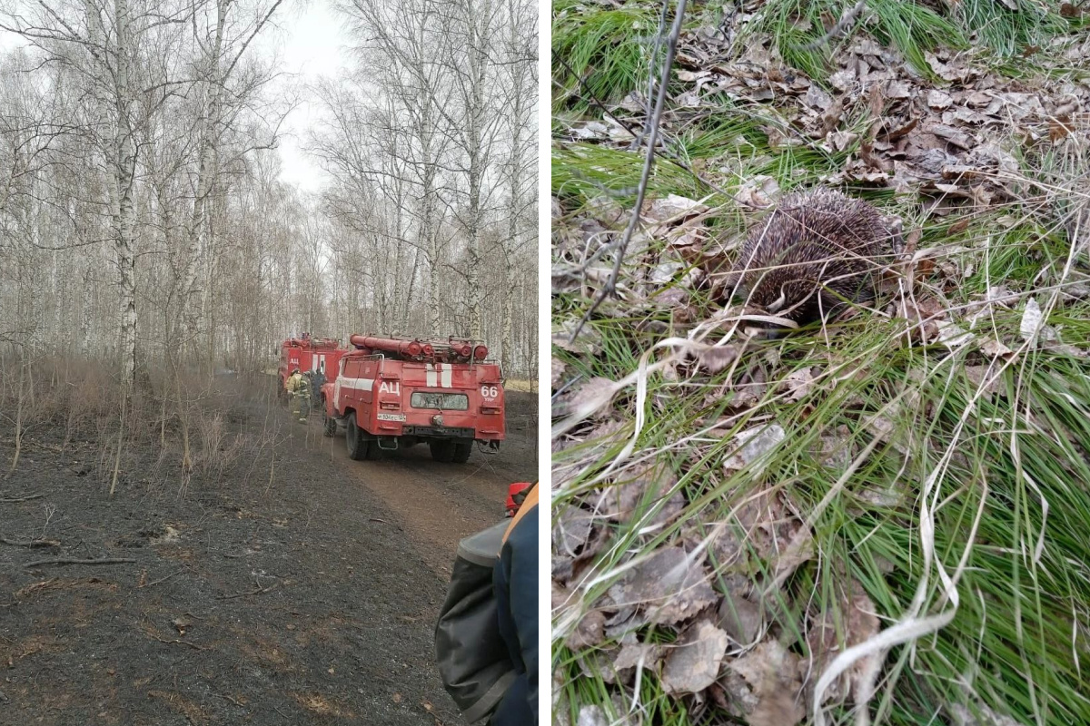 В Красноярском крае лесные пожарные спасли ежика от огня
