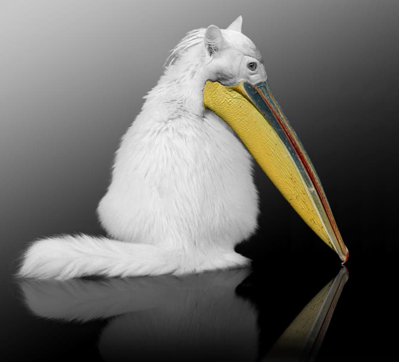 Pelicat