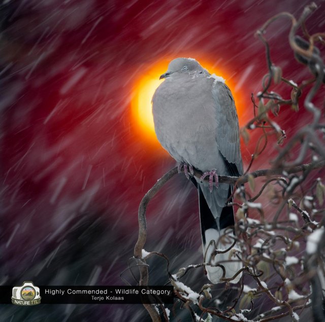 Победители конкурса на лучшую фотографию природы Nature TTL Photographer of the Year 2020 конкурсы,фотографии