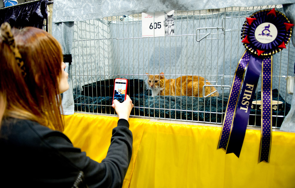  The Supreme Cat Show 2017