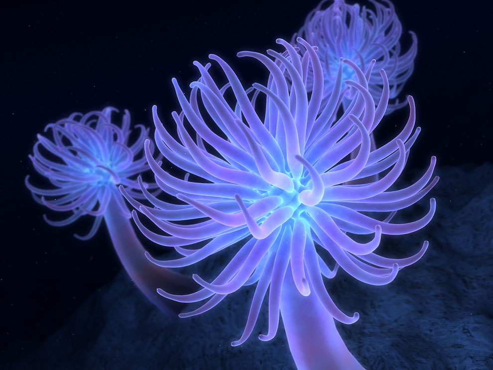 Кораллы - древнейшие существа на Земле кораллы,море,природа