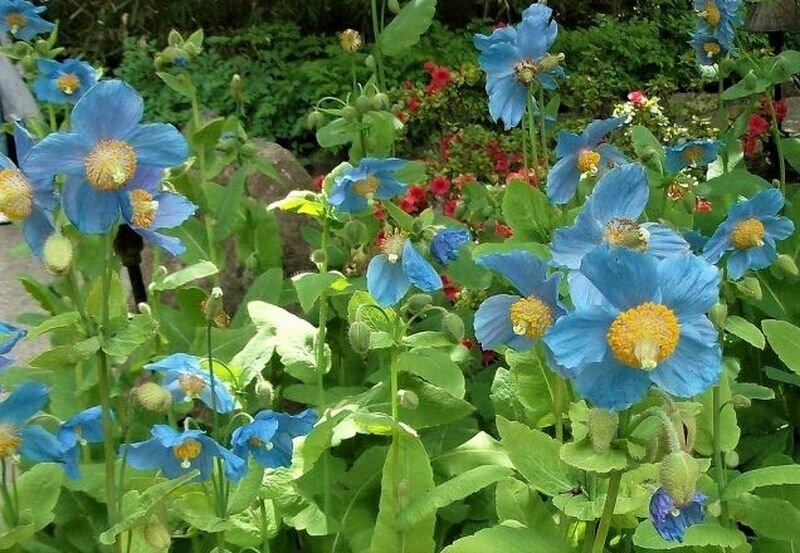 Кусочек неба на земле! Цветы необыкновенной красоты, словно из голубого шелка: редкий многолетник небесной окраски дача,сад и огород,цветоводство
